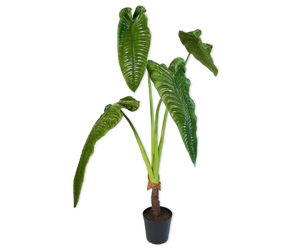 ALOCASIA  GREEN 178 cm