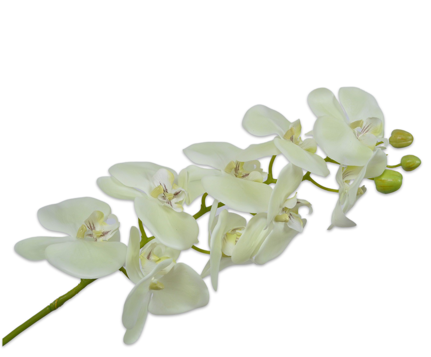 ORCHID STEM GRN LT 100 cm