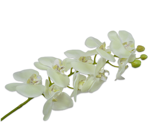 ORCHID STEM GRN LT 100 cm