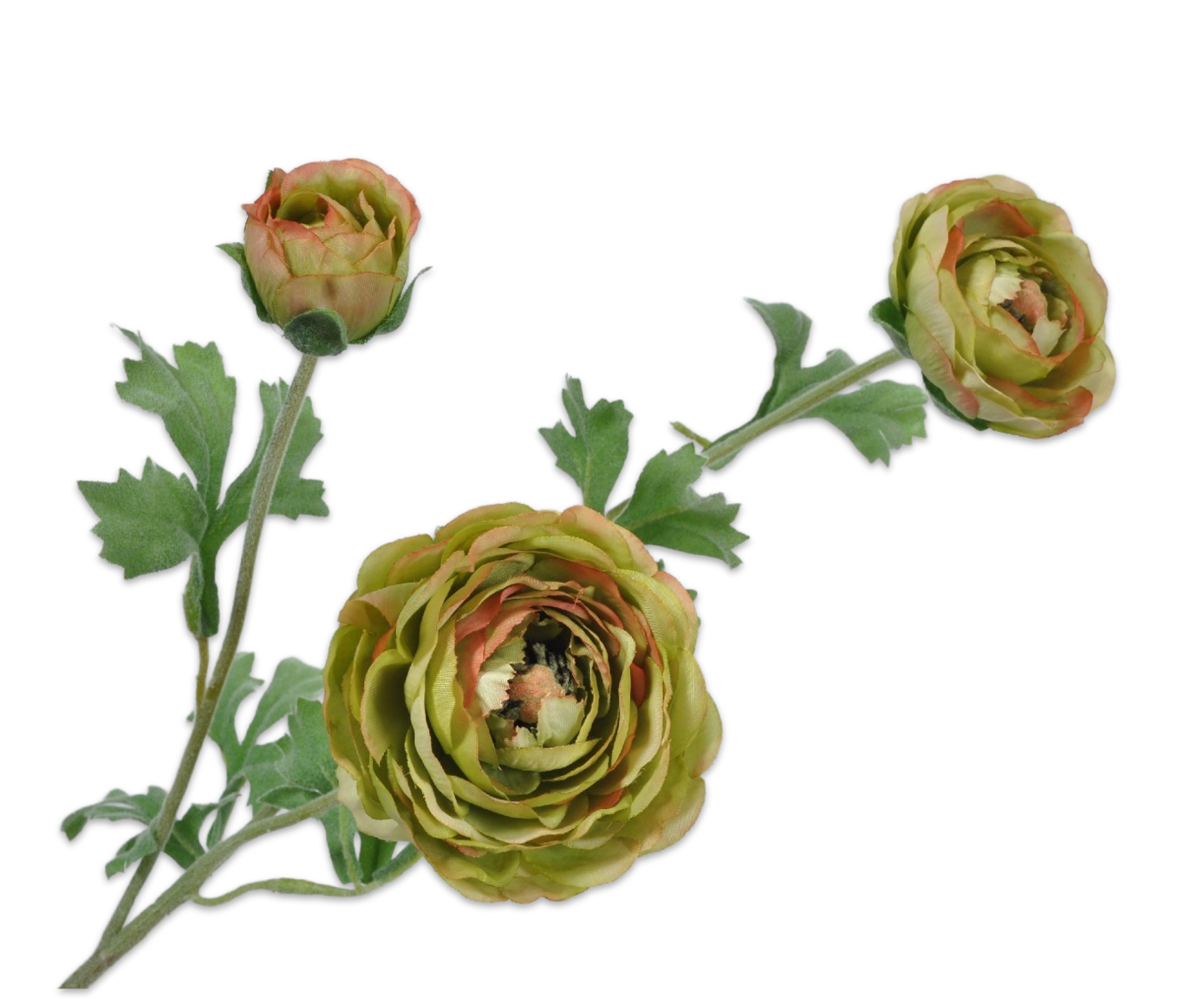 RANUNCULUS SPRAY GREEN 65 cm