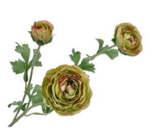 RANUNCULUS SPRAY GREEN 65 cm