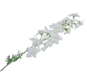 DELPHINIUM SPRAY WHITE 79 cm