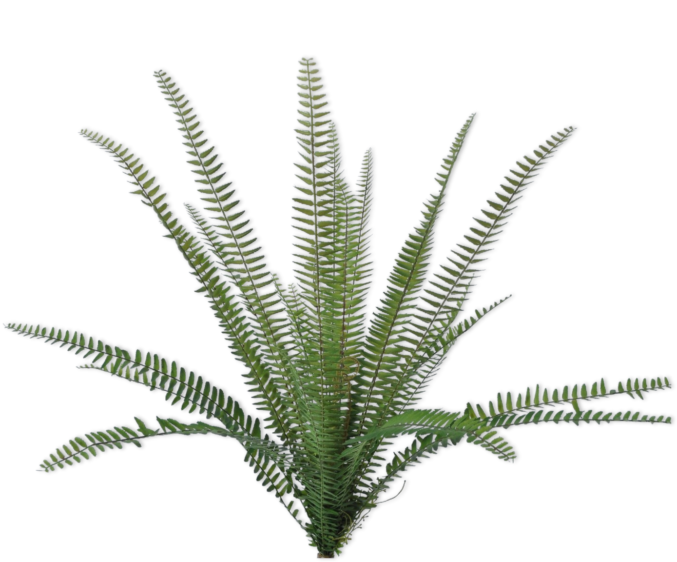 FERN BUSH GREEN 38 cm