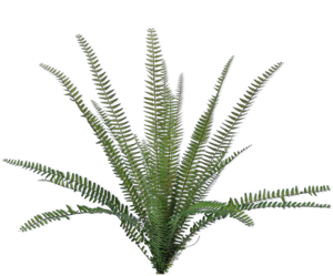 FERN BUSH GREEN 38 cm