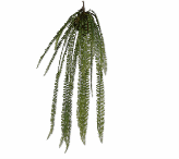 FERN HANG GREEN 114 cm