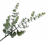 EUCALYPTUS SPRAY GREEN 81 cm