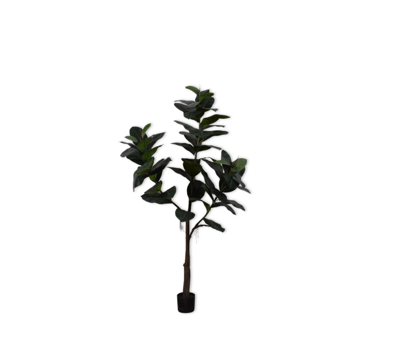 FICUS  GREEN 183 cm