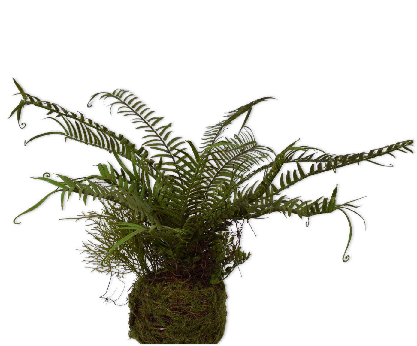 FERN OSOIL GREEN 42 cm