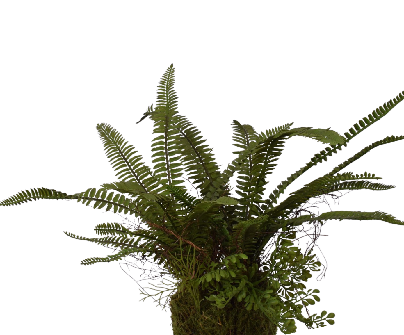 FERN OSOIL GREEN 38 cm