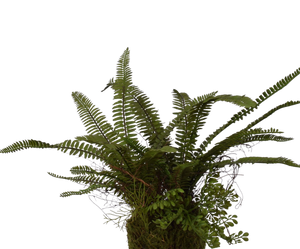 FERN OSOIL GREEN 38 cm