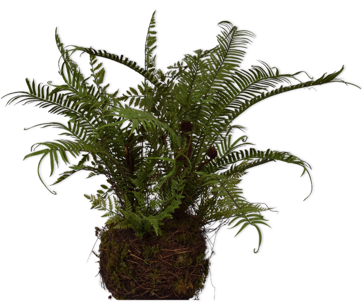 FERN OSOIL GREEN 56 cm