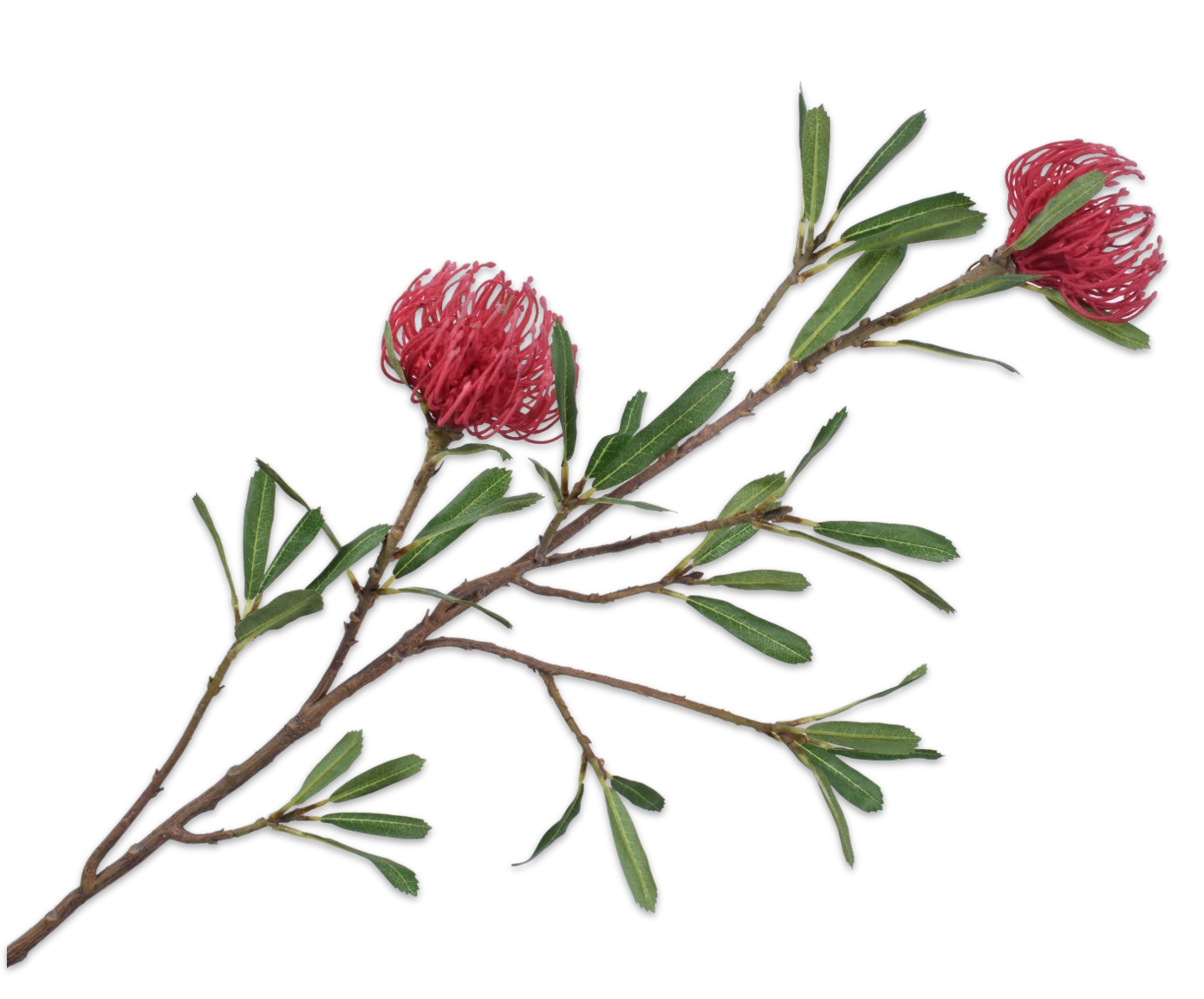 PROTEA SPRAY