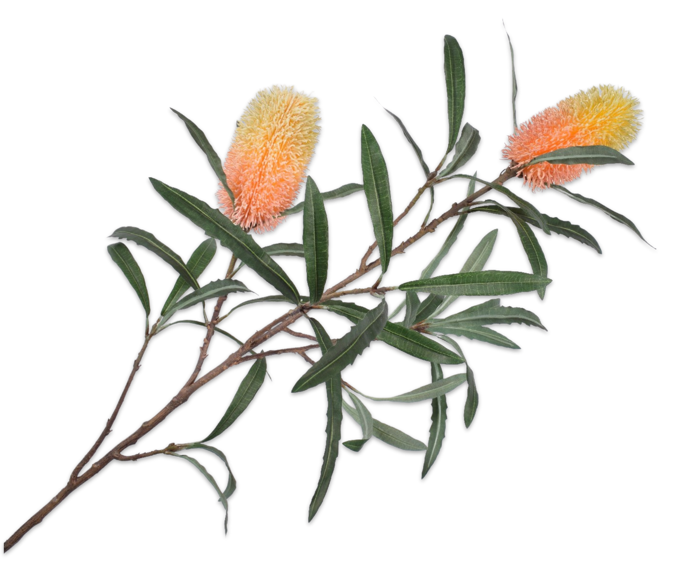 PROTEA SPRAY