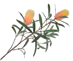 PROTEA SPRAY