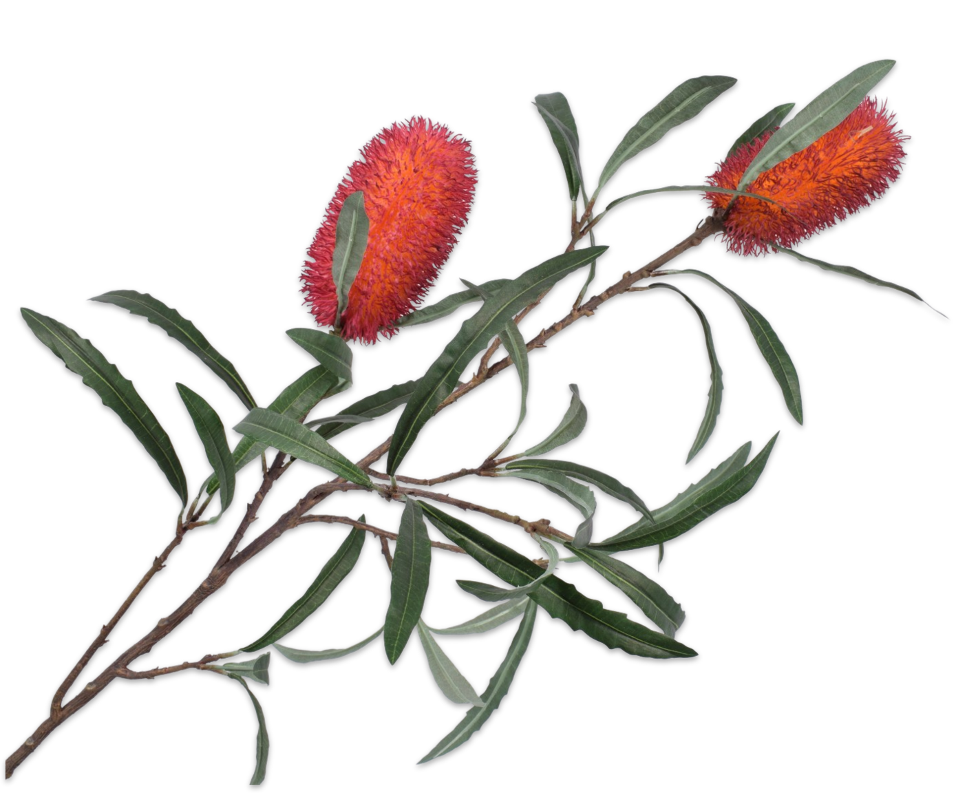 PROTEA SPRAY