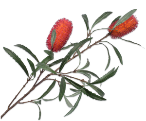 PROTEA SPRAY