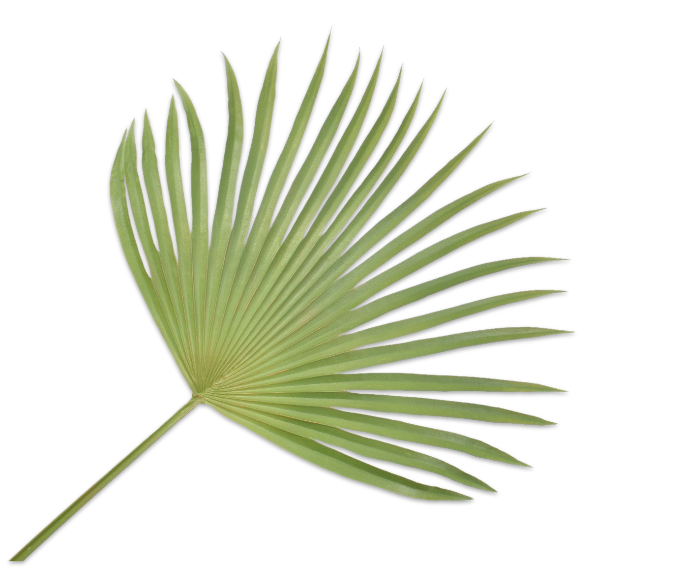 PALM LEAF