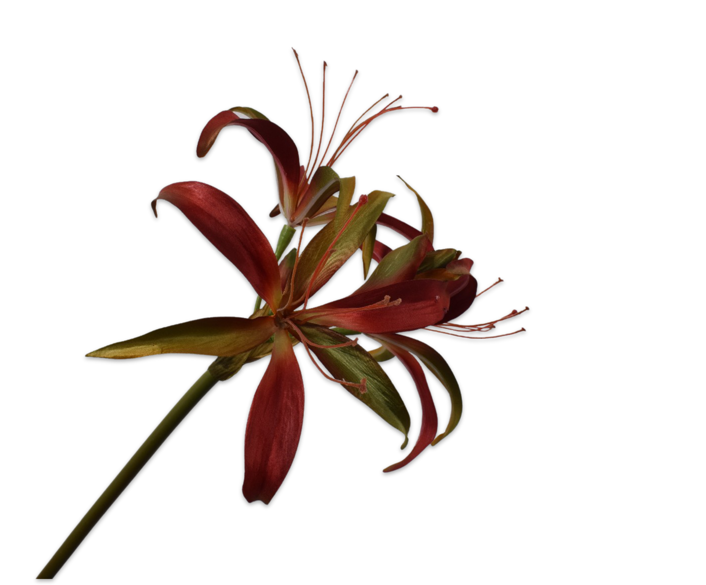 AMARYLLIS STEM RD/GRN 80 cm