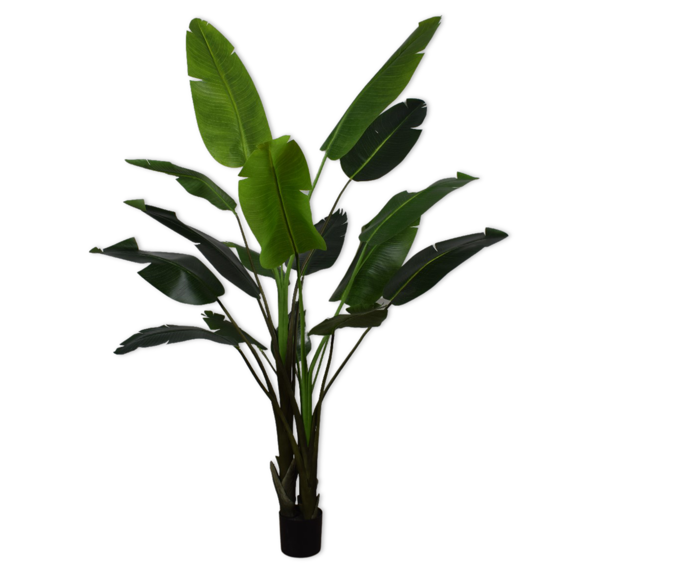 STRELITZIA  GREEN 243 cm
