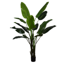 STRELITZIA  GREEN 243 cm