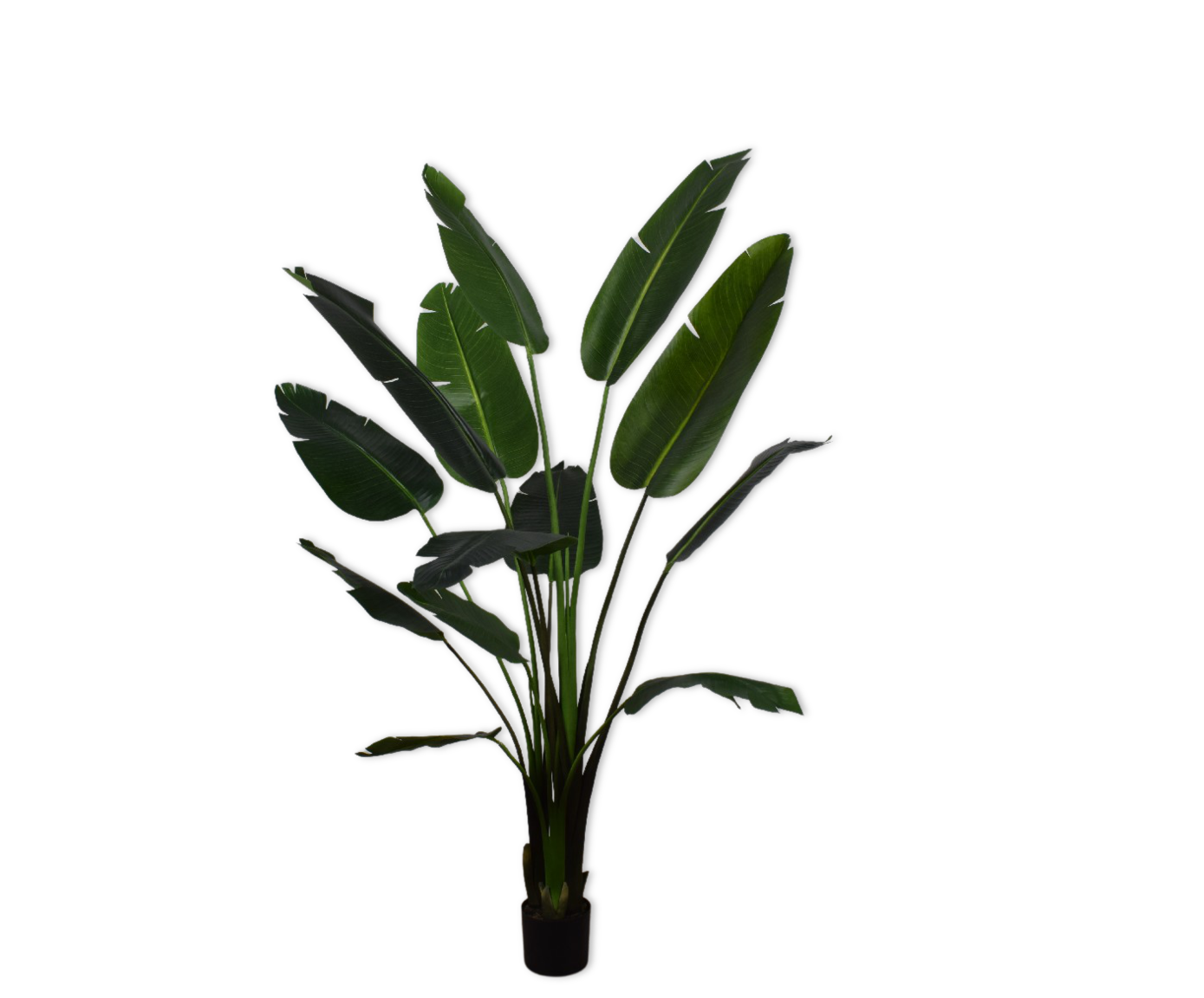 STRELITZIA  GREEN 182 cm