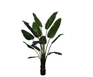 STRELITZIA  GREEN 182 cm