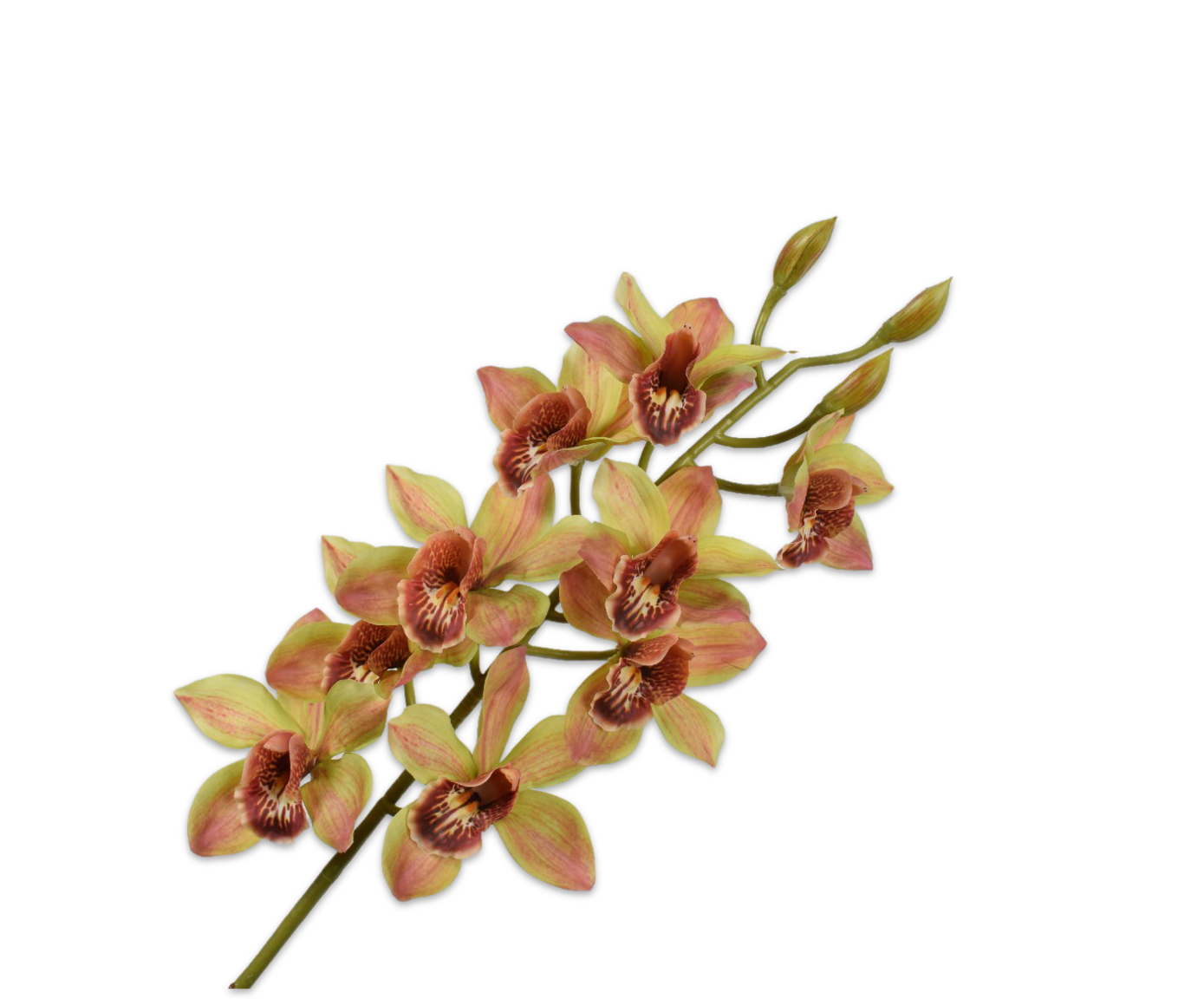 CYMBIDIUM STEM