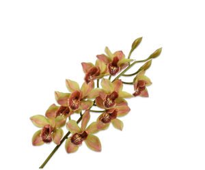 CYMBIDIUM STEM