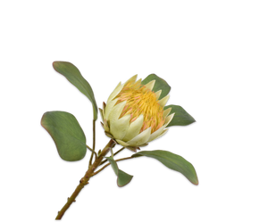 PROTEA STEM