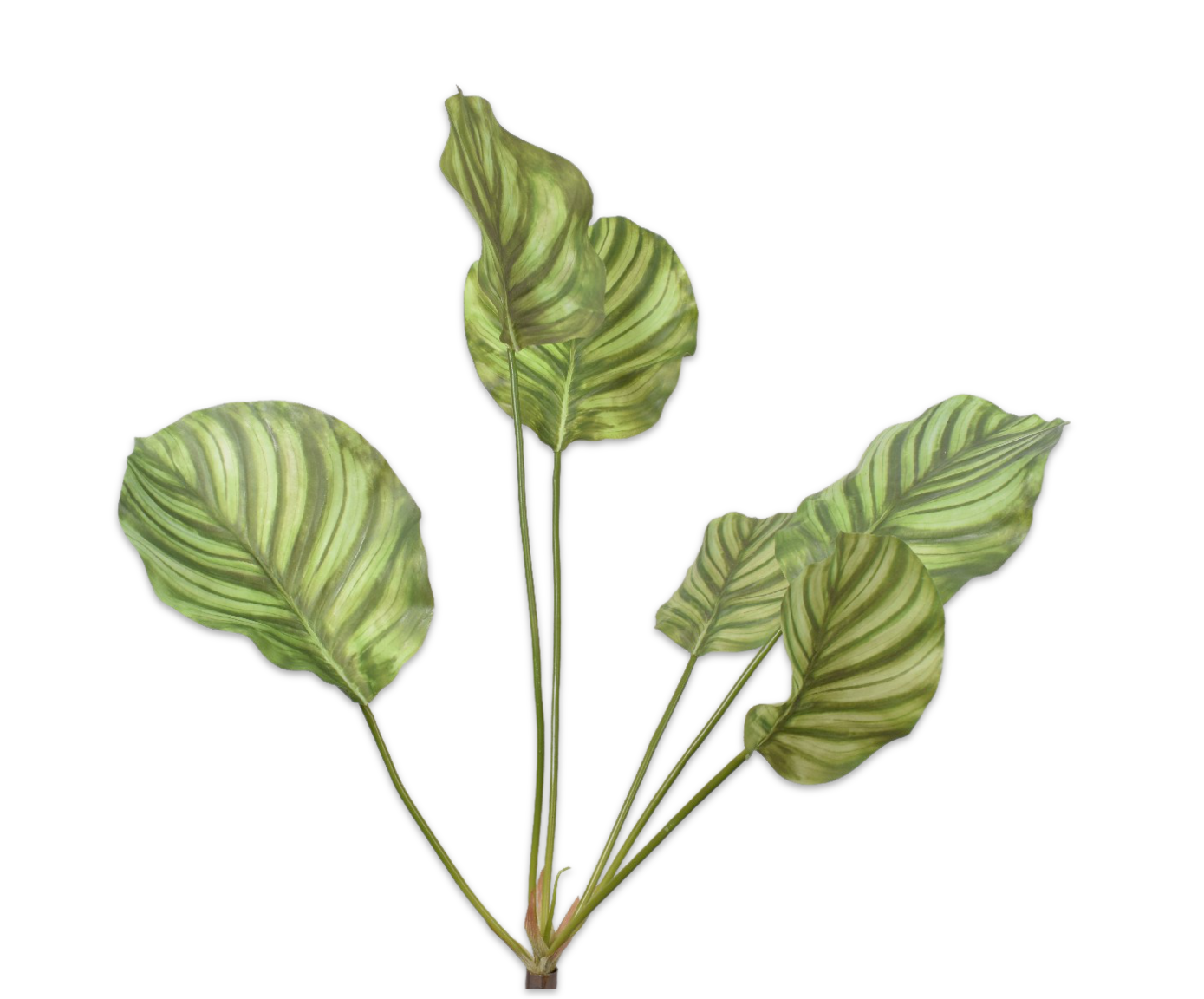 CALATHEA BUSH GREEN 66 cm