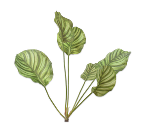 CALATHEA BUSH GREEN 66 cm
