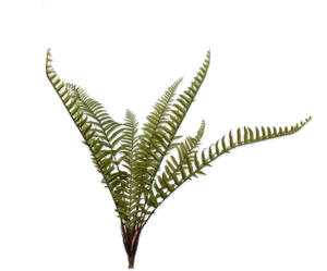 FERN BUSH GREEN 121 cm