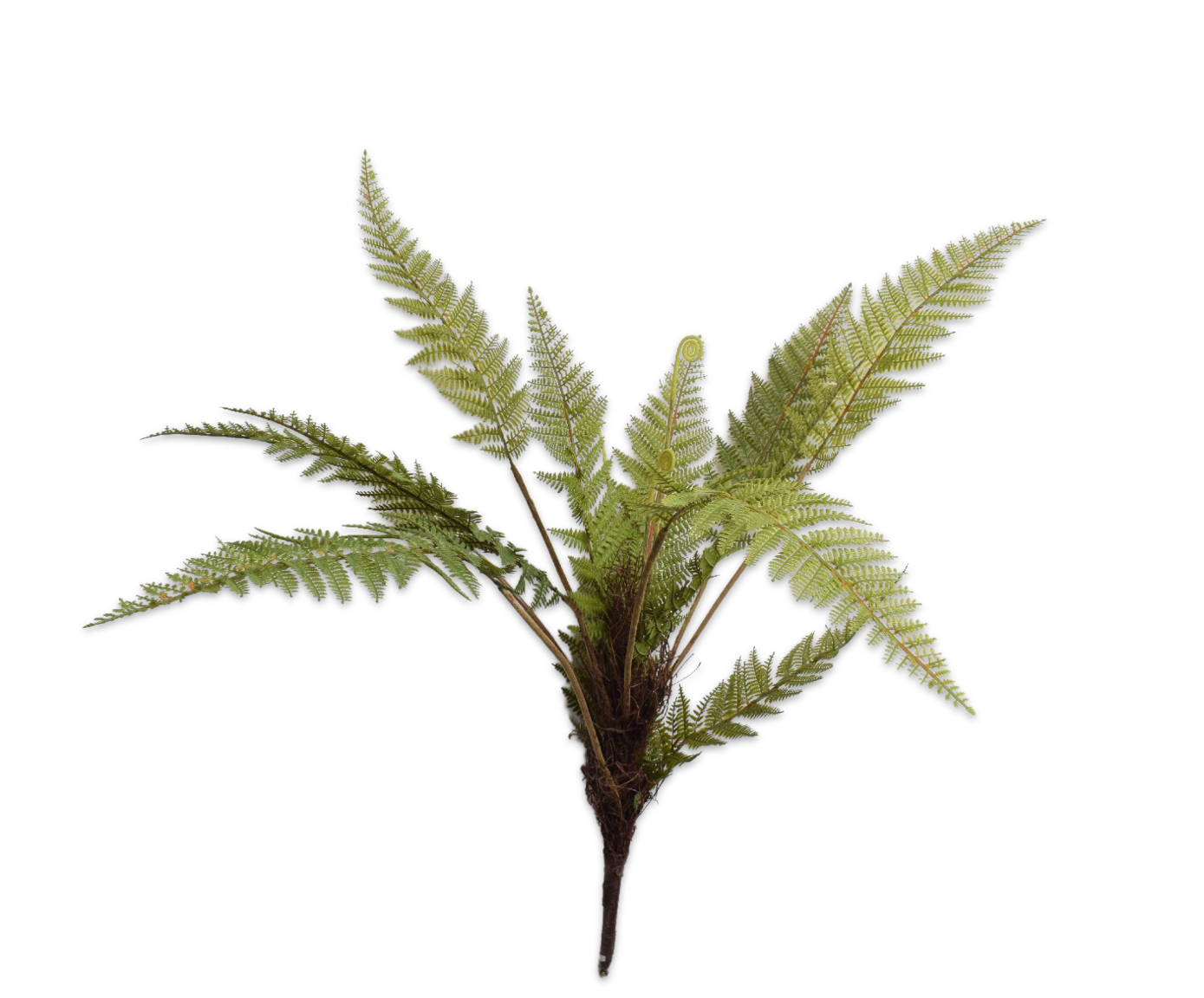 FERN BUSH GREEN 68 cm
