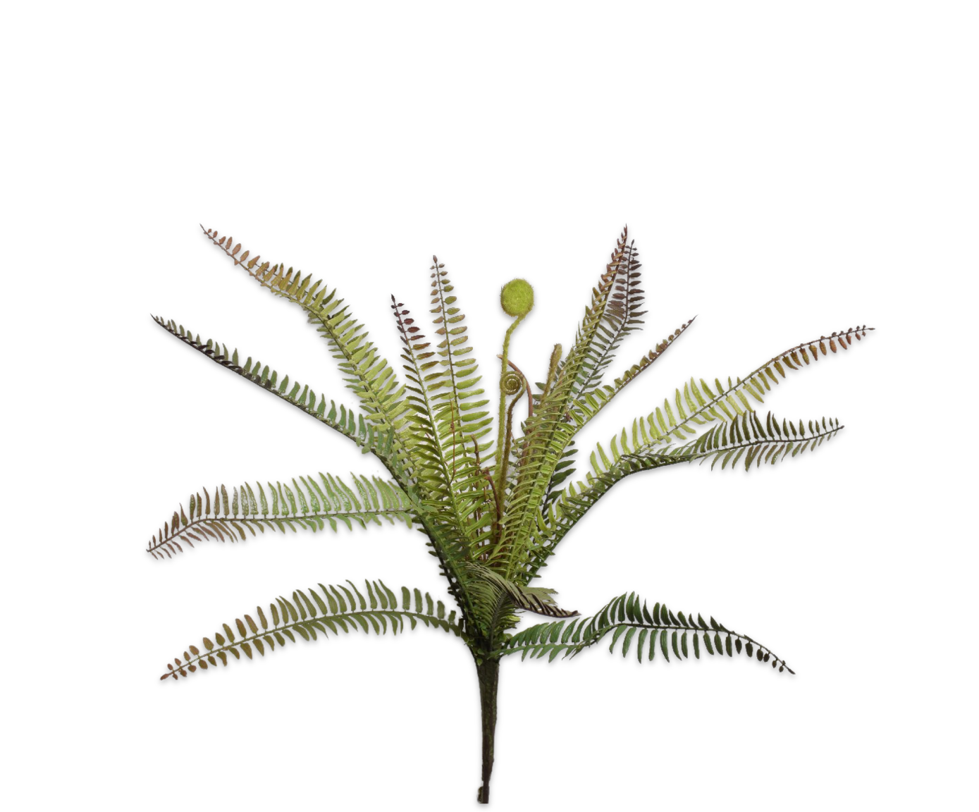 FERN BUSH GREEN 57 cm