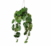 MONSTERA HANG GREEN 104 cm