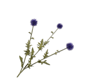 THISTLE SPRAY BLUE 76 cm