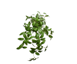 LAUREL HANG GREEN 61 cm