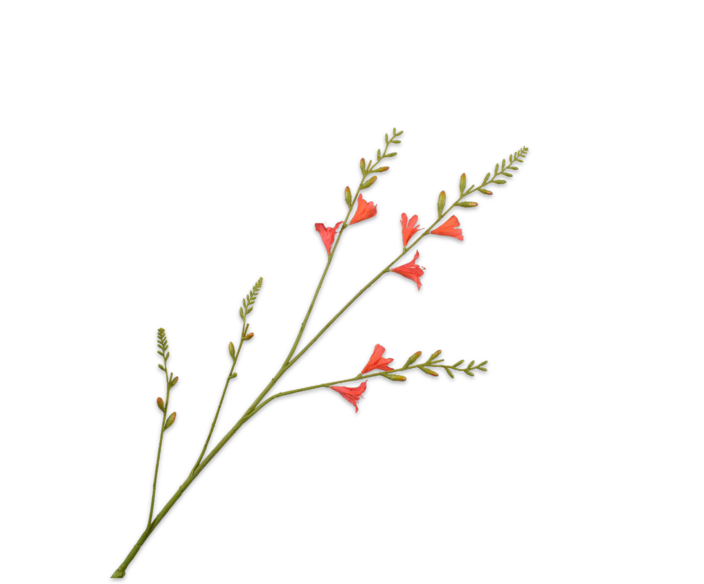 CROCOSMIA STEM