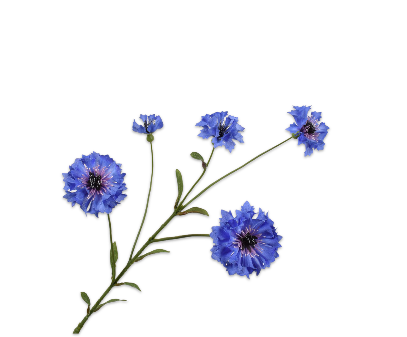 CORNFLOWER