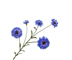 CORNFLOWER