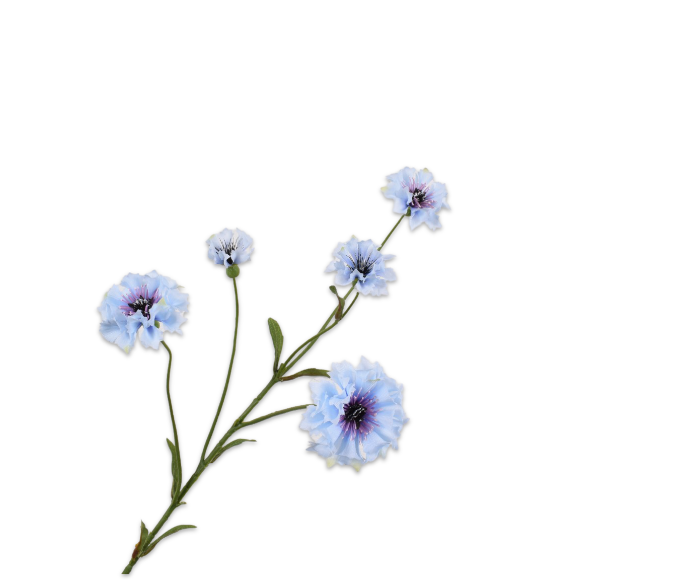 CORNFLOWER