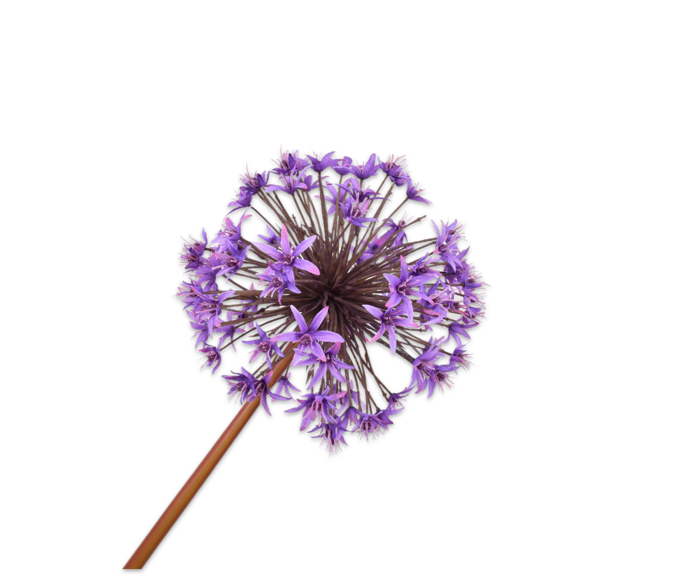 ALLIUM STEM