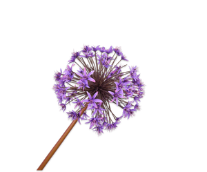 ALLIUM STEM