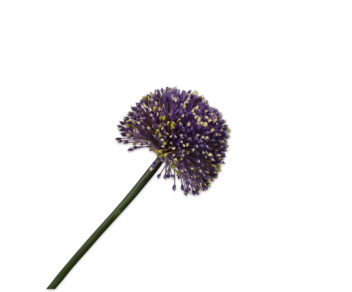 ALLIUM STEM LILAC 78 cm