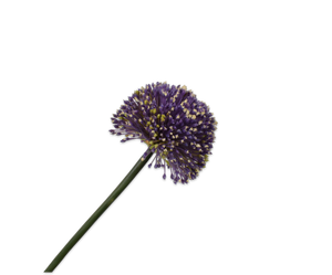 ALLIUM STEM LILAC 78 cm