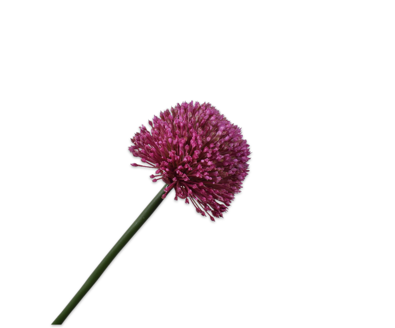 ALLIUM STEM BEAUTY 78 cm