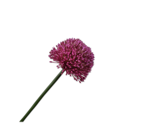 ALLIUM STEM BEAUTY 78 cm