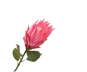 PROTEA STEM