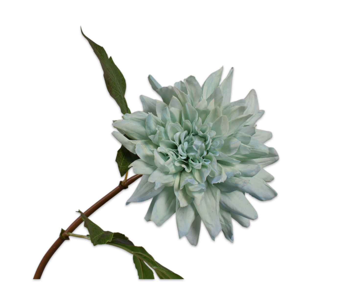 DAHLIA  BLGRN 50 cm