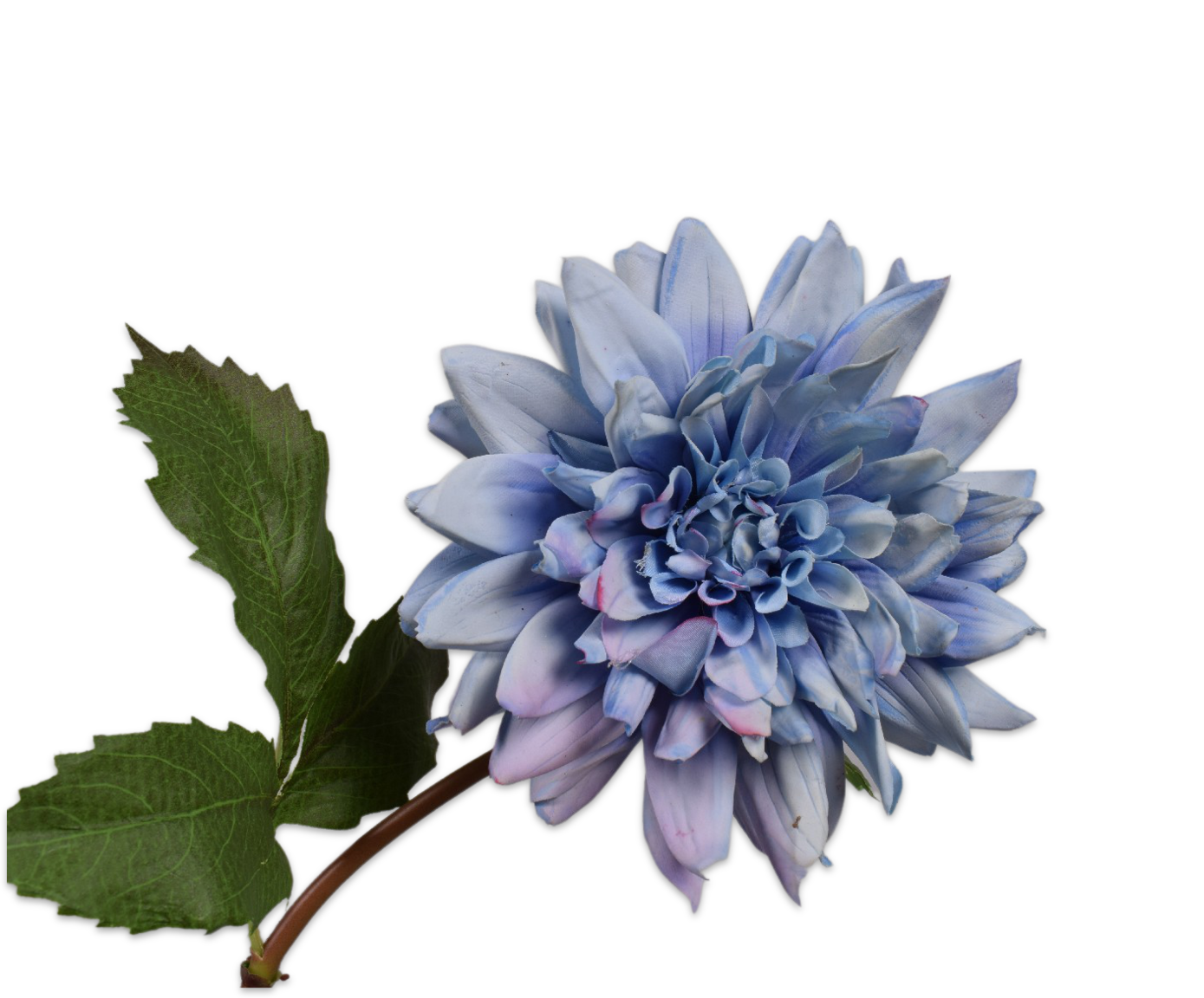 DAHLIA  BLPRP 50 cm